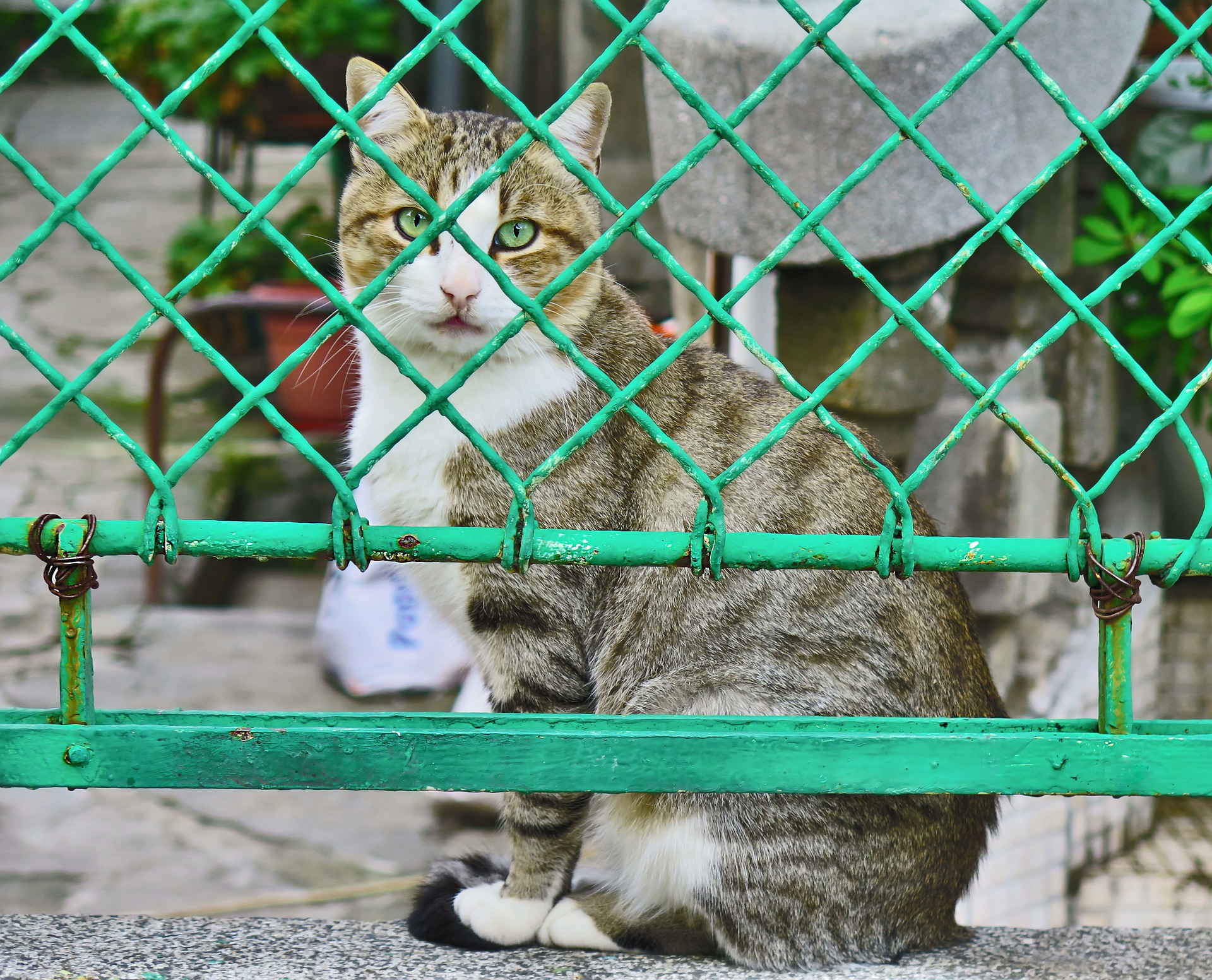 Câmara aprova projeto que proíbe execução de cães e gatos de rua