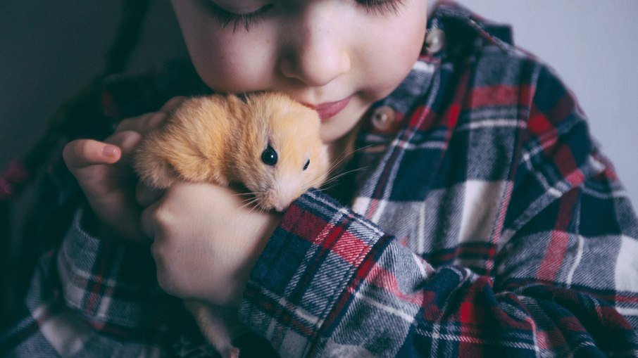 Hamsters são ótimos companheiros para quem mora em ambientes menores