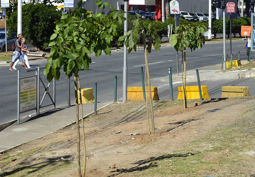 Distribuição de mudas e solidariedade marcam Dia da Árvore nesta terça (21)