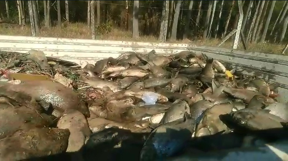 Caminhão retira peixes mortos por falta de oxigênio no rio Tietê