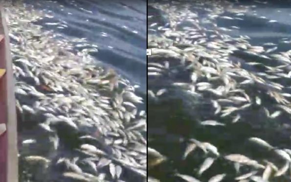 Milhares de peixes aparecem mortos no Rio do Sal, em Aracaju
