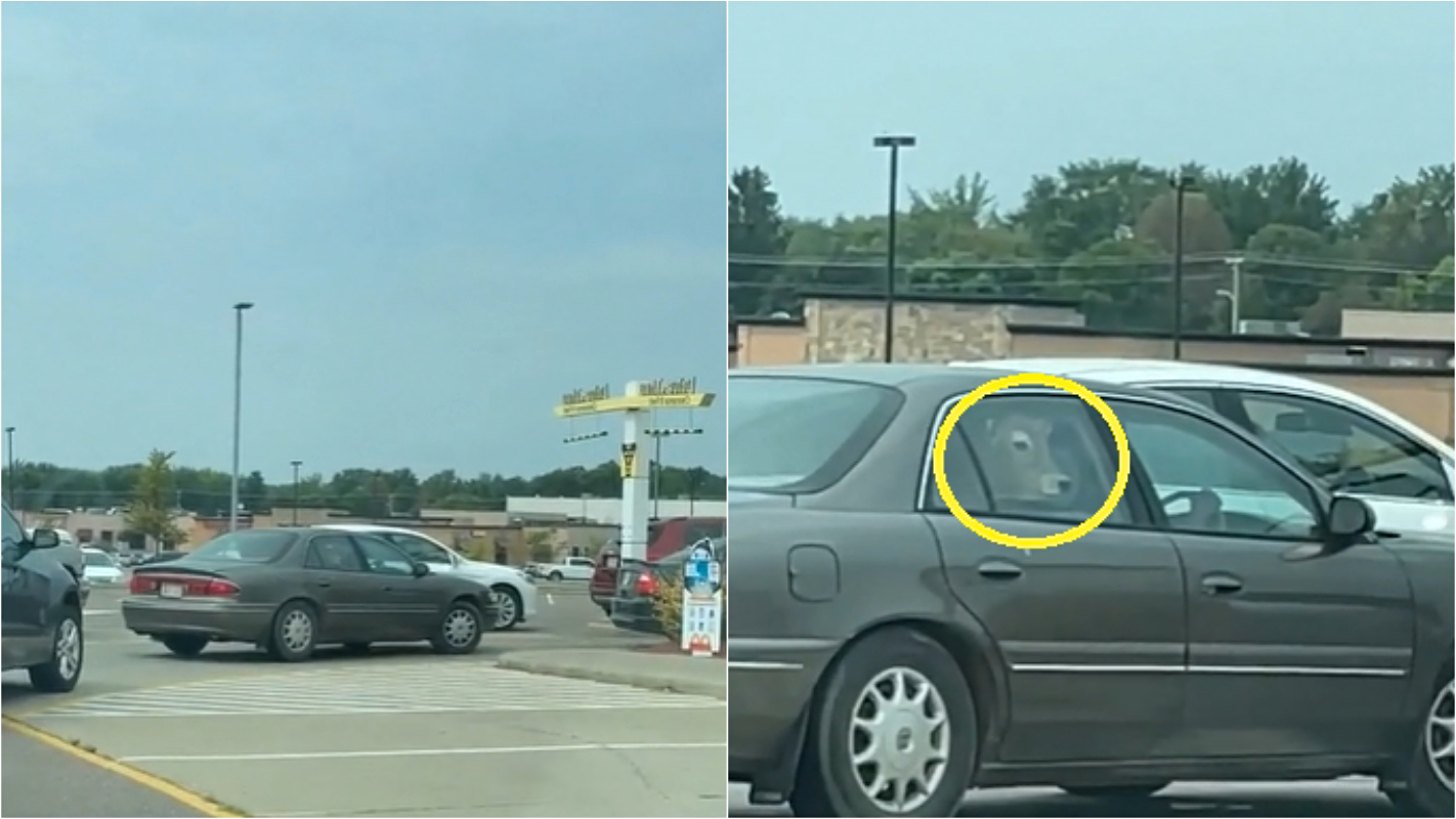 Vaca é vista dentro de carro em fila de drive-thru do McDonald’s; vídeo