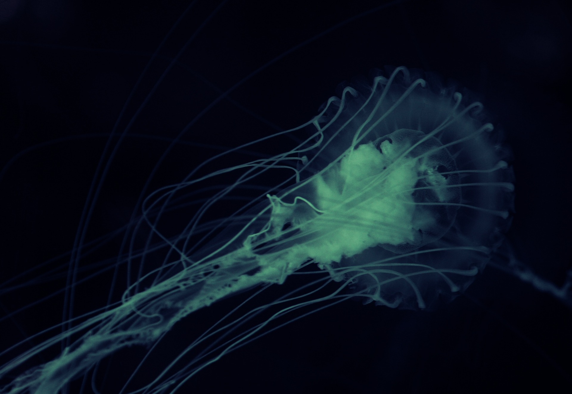 Criança morre após pegar ameba “comedora” de cérebro em parque aquático do Texas