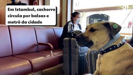 Cachorro de rua da Turquia usa o transporte público e respeita as regras do metrô