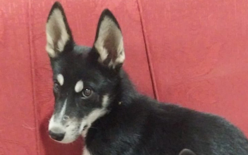 Mulher tem pet cremado por engano e clínica diz que houve “errinho”