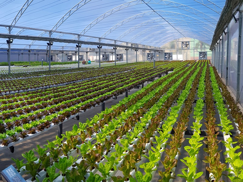 Salvador ganha primeira fazenda urbana nesta quarta (27)