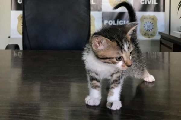 Homem confessa à polícia que adotava gatinhos para matá-los