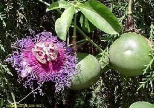 Pesquisadores desenvolvem protetor solar à base da folha de maracujá do mato