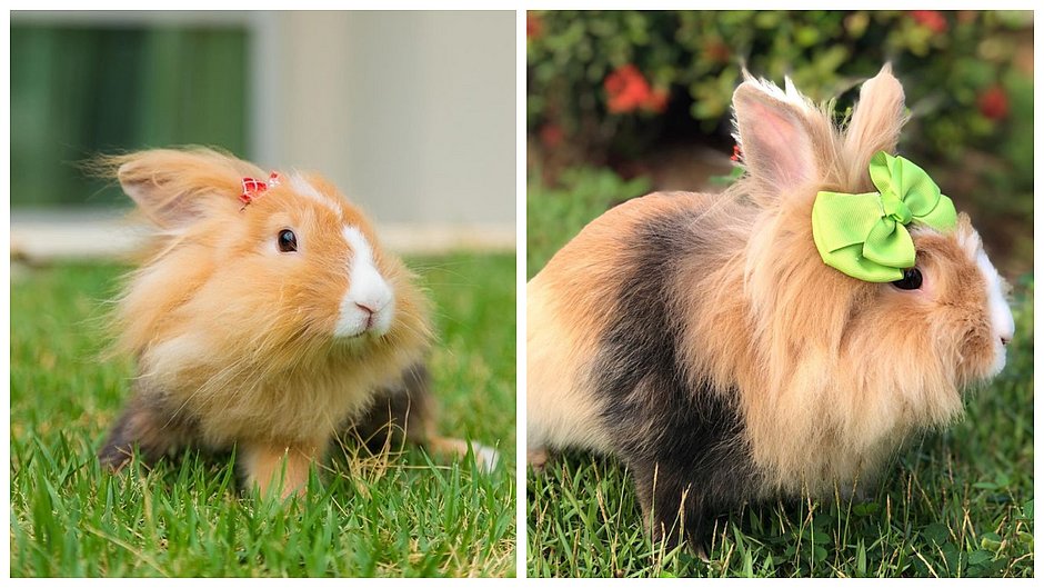 Morte de animal em hotel para pets em Lauro de Freitas revolta tutora