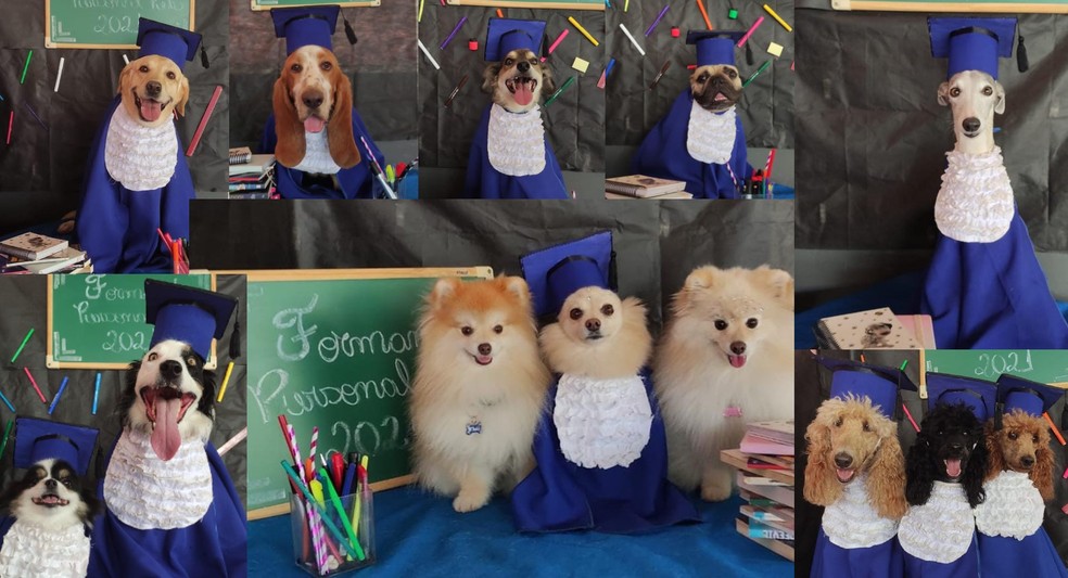 ‘De beca e tudo’: cães ‘se formam’ em creche e ganham ensaio fotográfico;