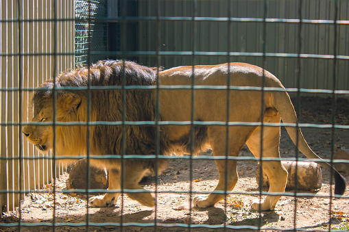 Zoológico no Chile testa vacina contra covid-19 em leões e tigres