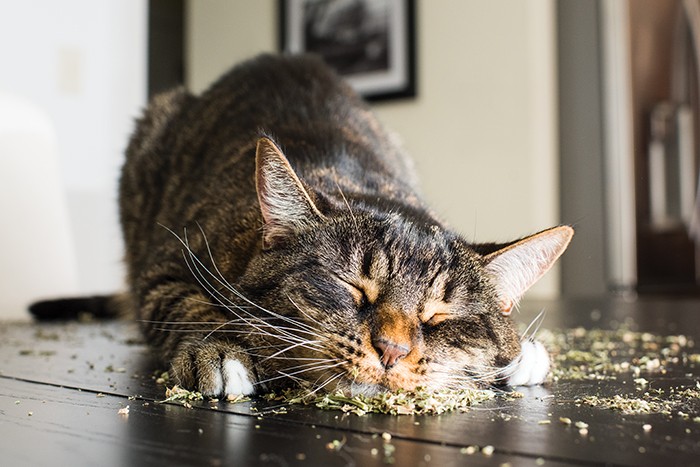 ‘Maconha do gato’, Catnip ajuda a aliviar estresse e depressão nos gatos