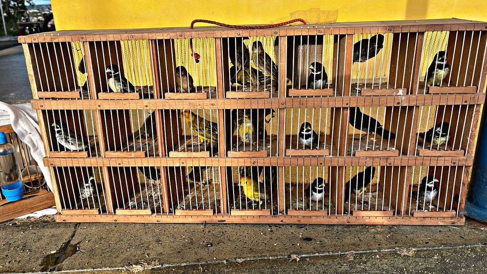 PRF resgata 56 pássaros silvestres em carro de luxo em Santo Antônio de Jesus, na BA