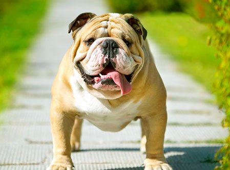 Noruega proíbe criação de duas raças de cães para evitar que animais vivenciem sofrimento