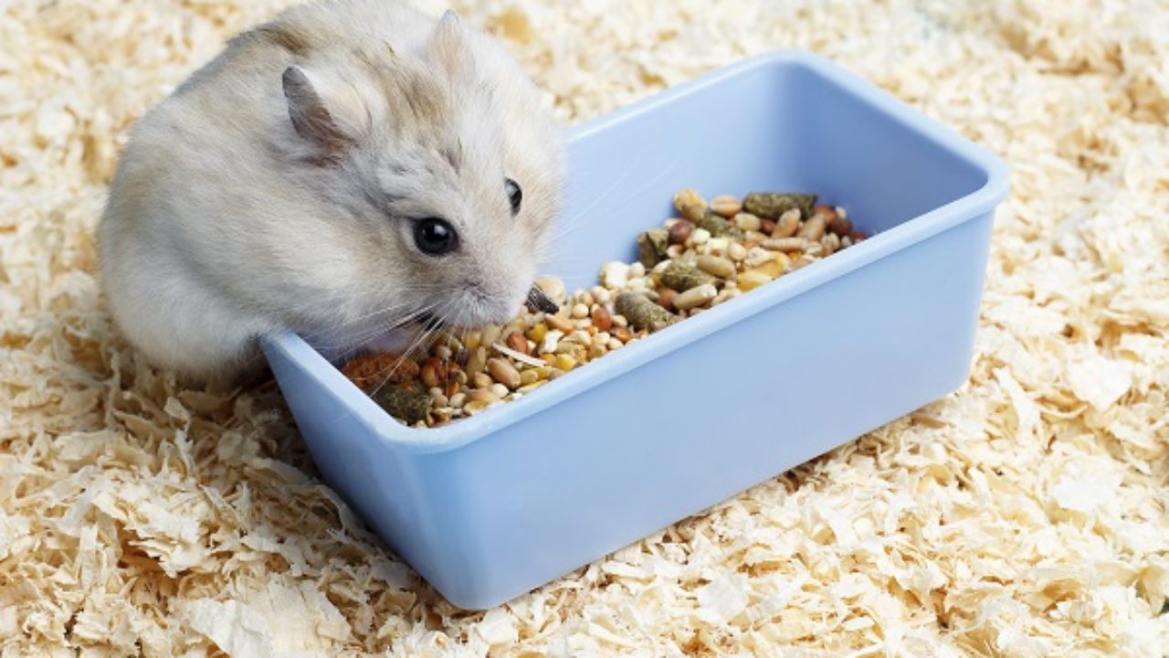 Hamsters podem transmitir Covid-19, diz pesquisa