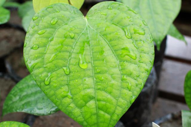 Cientistas investigam substâncias de plantas amazônicas com potencial contra câncer