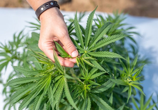 Fumar maconha causa envelhecimento precoce, aponta estudo