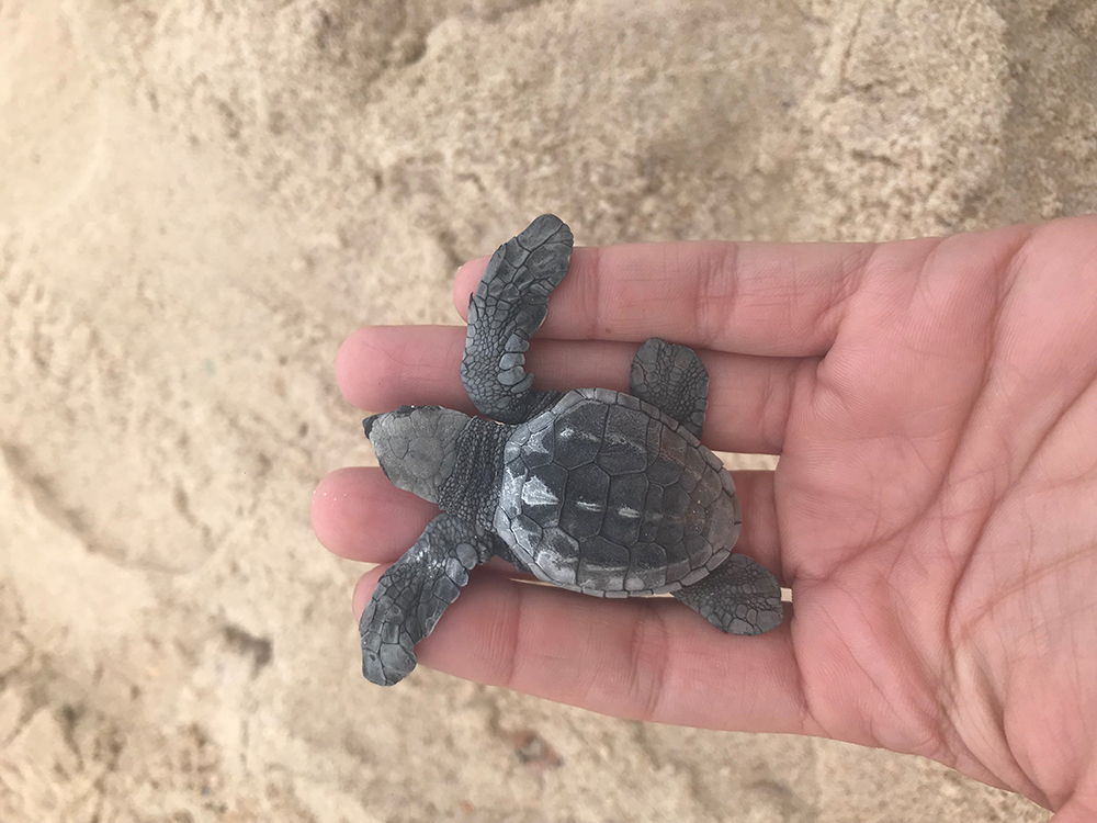 Filhotes de tartaruga marinha são soltos em praia no sul da Bahia