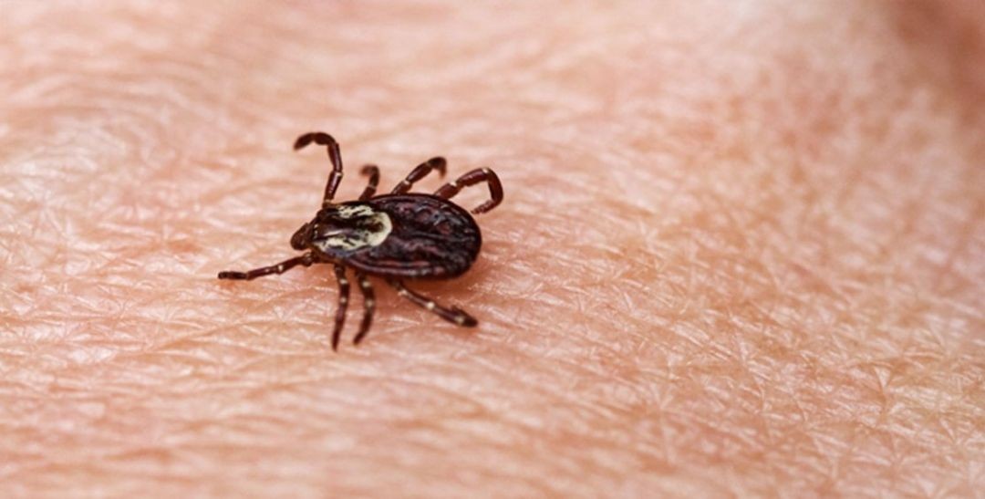 Reino Unido registra caso de febre hemorrágica transmitida por carrapatos