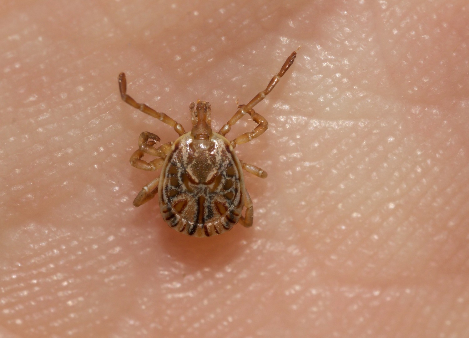 Saúde atualiza para 53 os casos de febre maculosa, com 8 mortes