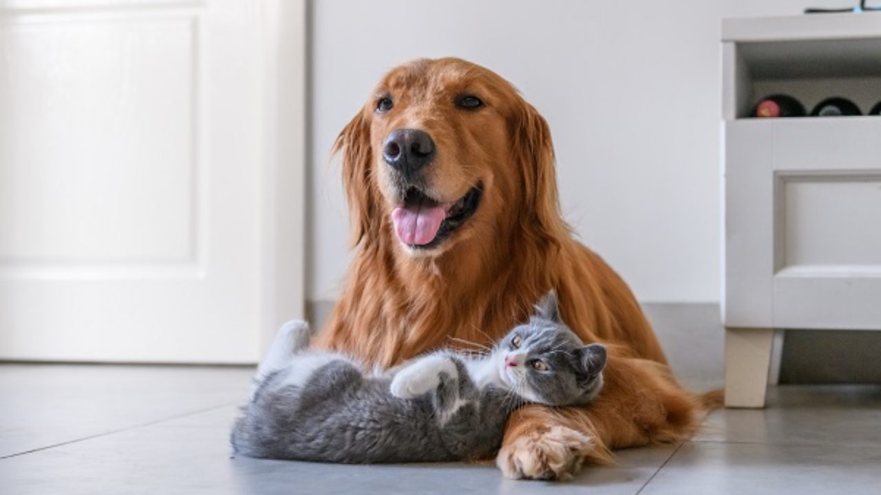 ‘Outubro Rosa Pet’ oferece serviços gratuitos para cadelas e gatas neste sábado (26)