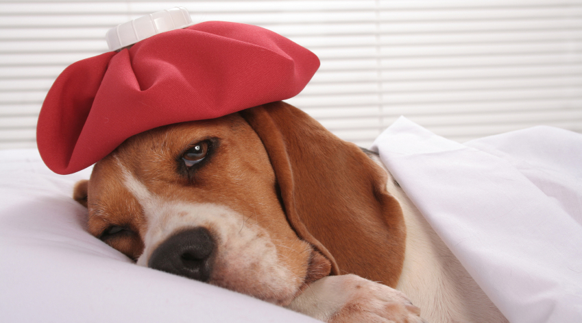 Bactéria rara comedora de carne é encontrada em cães no Canadá