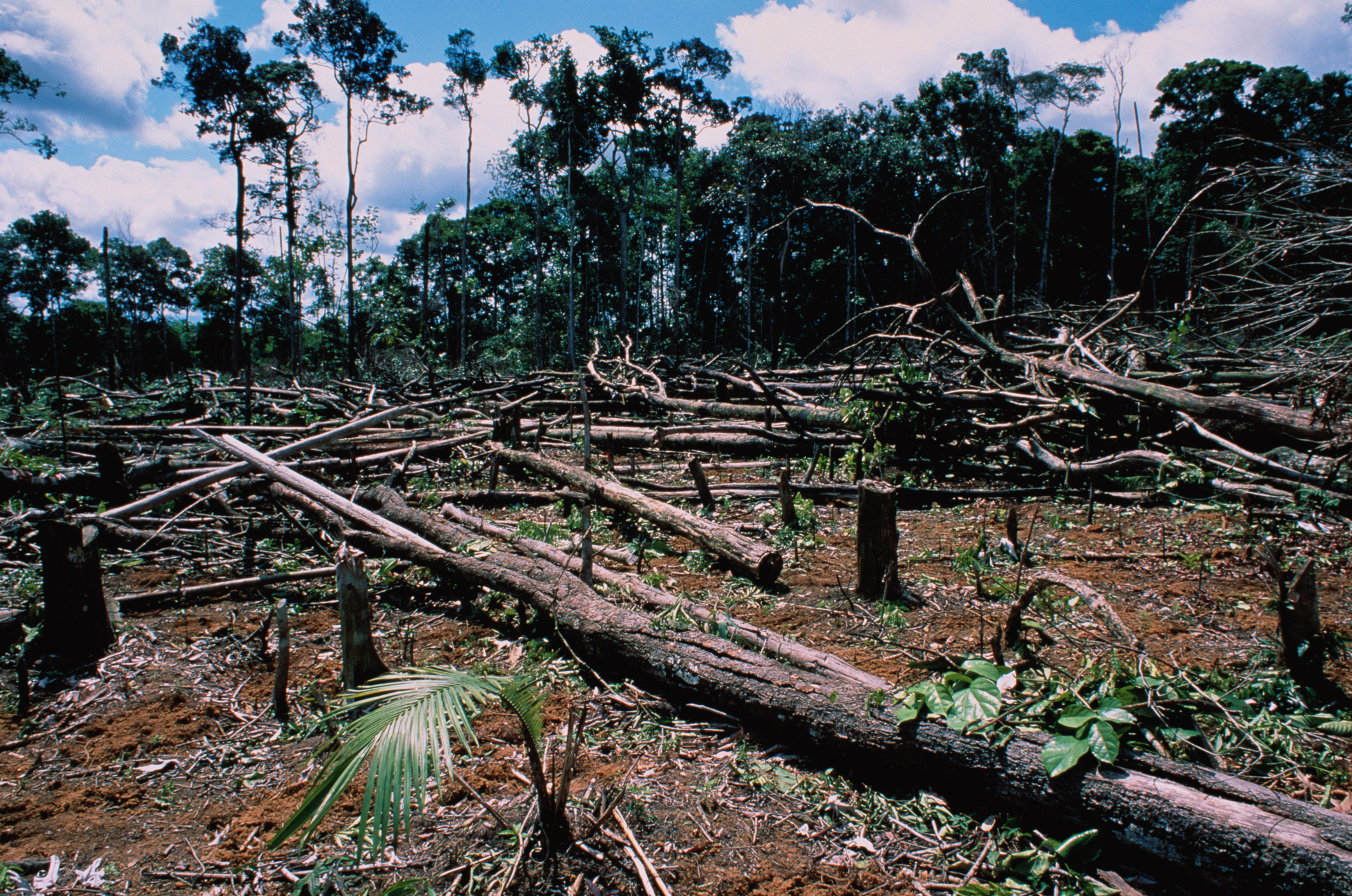 Desmatamento e caça ilegal podem causar novas epidemias no Brasil, aponta estudo