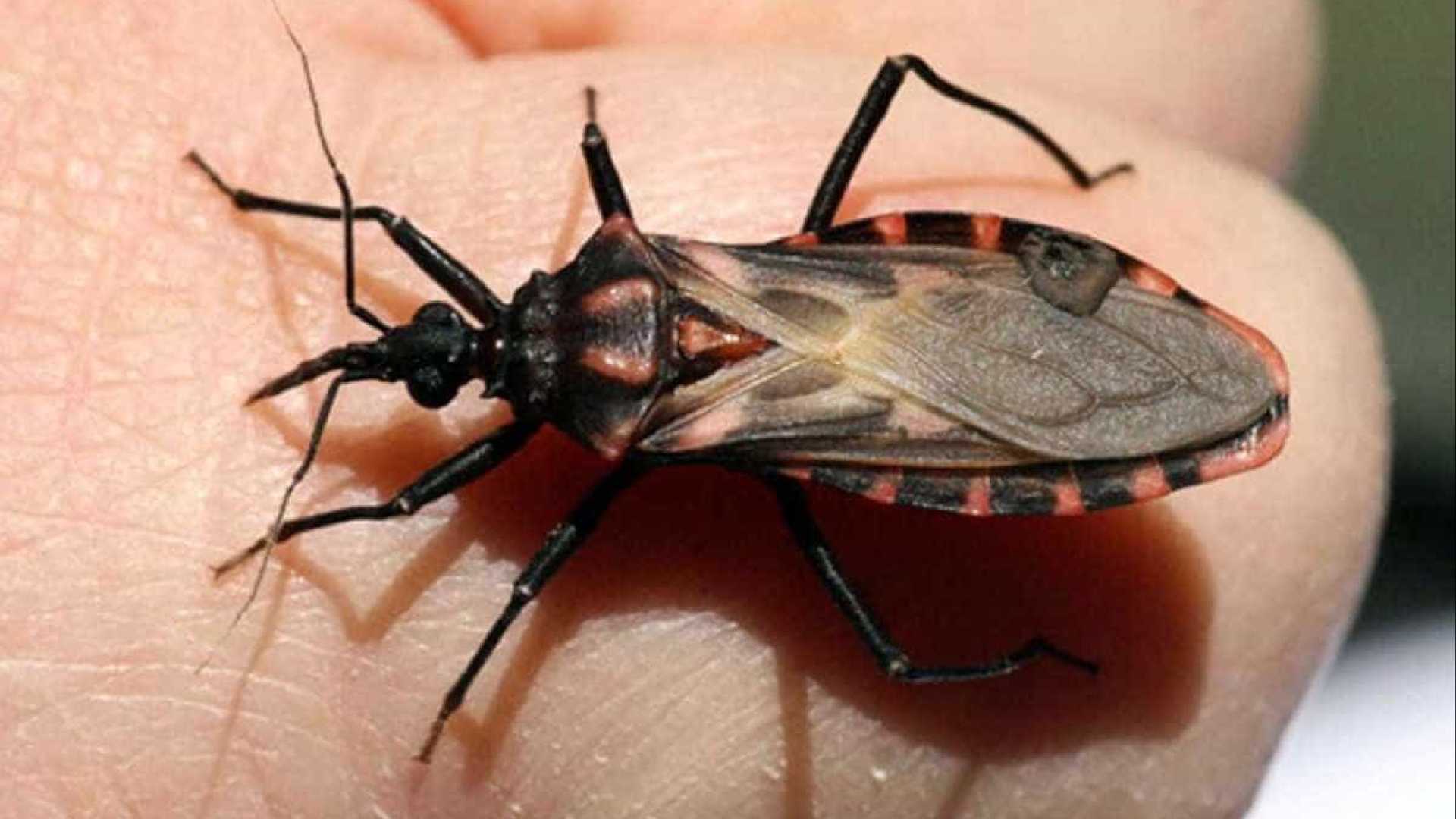Pesquisadores identificam nova espécie de barbeiro, transmissor da doença de Chagas