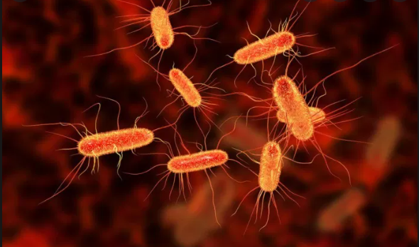 Coreia do Norte relata “epidemia” de doença intestinal não identificada