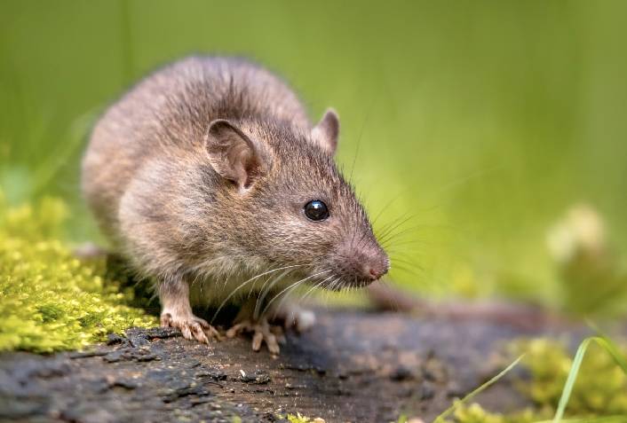 Saúde realiza mobilização estratégica contra a leptospirose em Salvador nesta quarta (14)