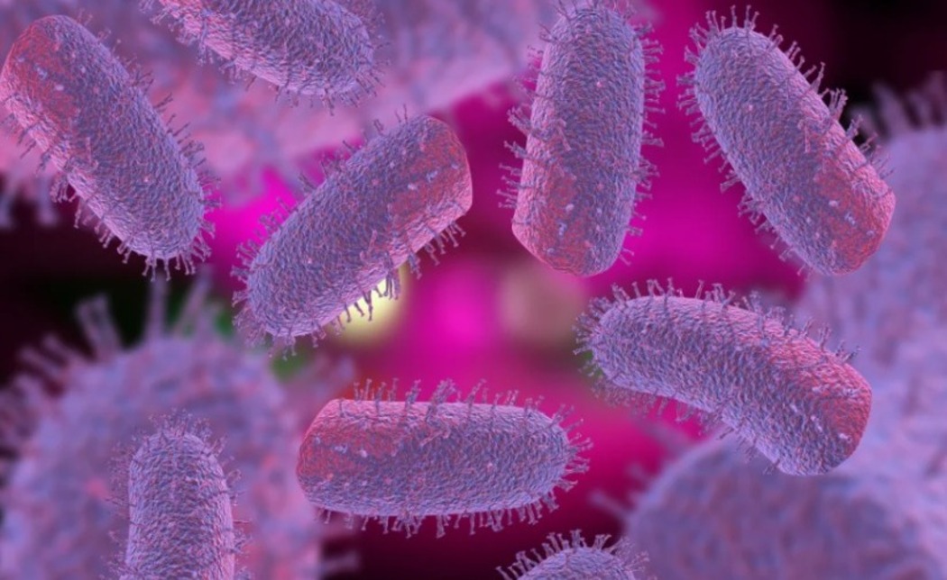 Prevenção é a melhor forma de evitar infecção por raiva em humanos