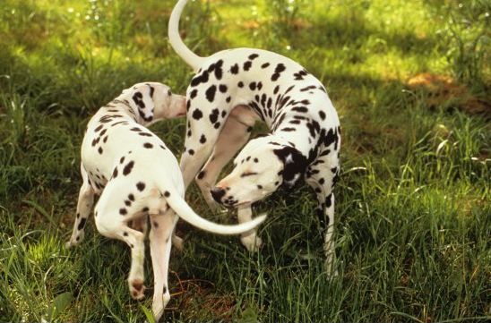 Cães podem pegar câncer por cheirar as genitálias uns dos outros, aponta estudo