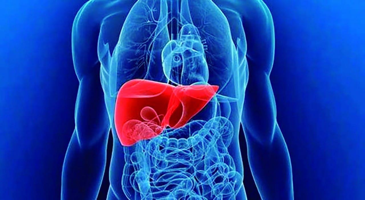 Gordura no fígado pode regredir com atividade física e alimentação balanceada