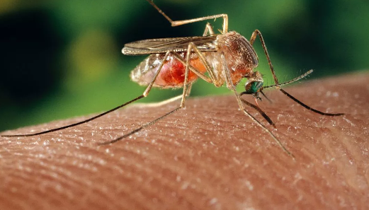 Nova York registra dois casos de doença causada pelo vírus do Nilo Ocidental