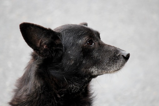 Evidências do primeiro caso da varíola dos macacos em animal são registradas em Paris