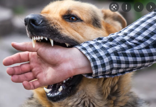 Saúde inicia vacinação contra raiva canina na fronteira entre Brasil e Bolívia