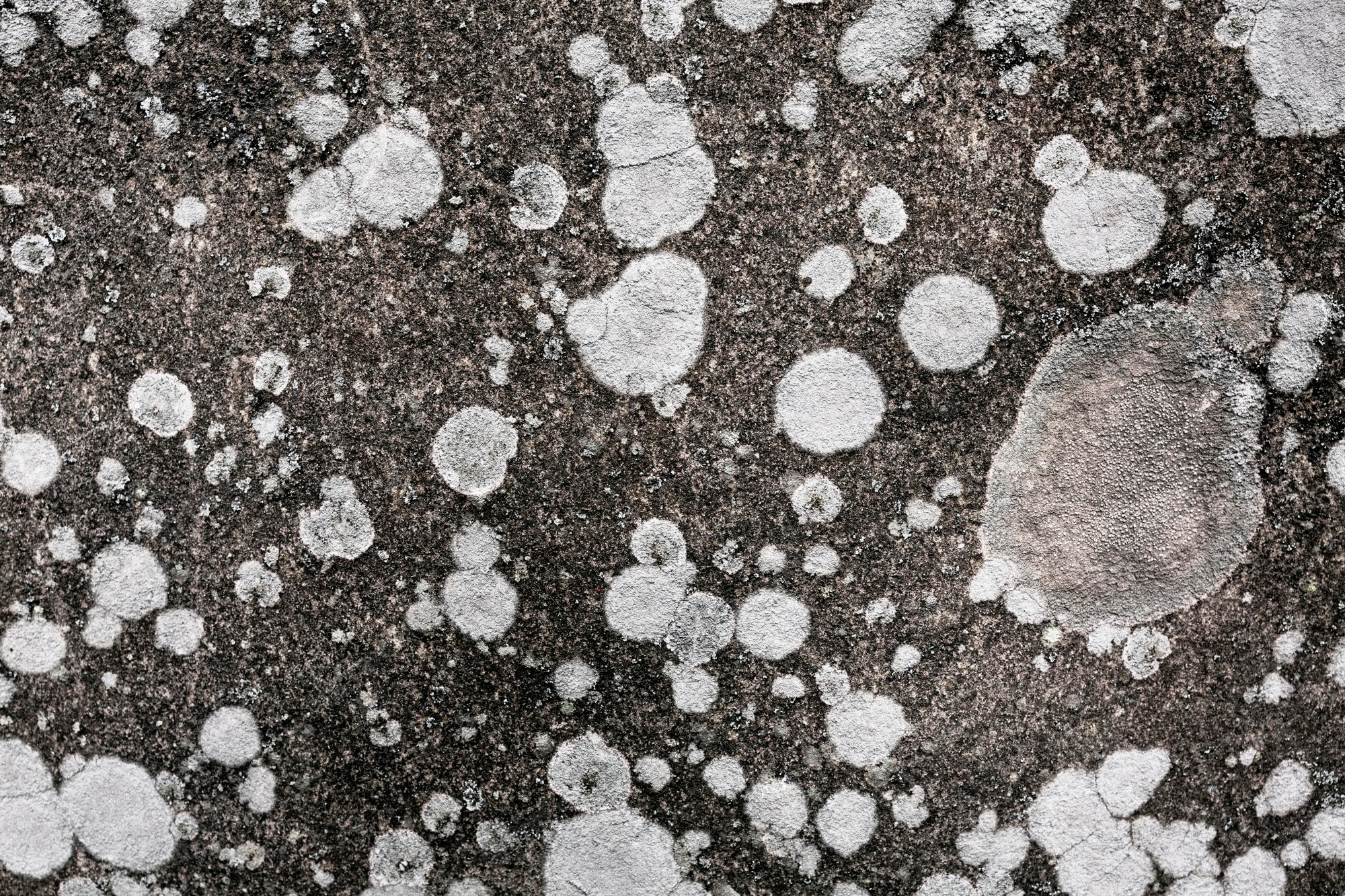 Australiana desenvolve Alzheimer após respirar mofo que estava oculto em sua casa