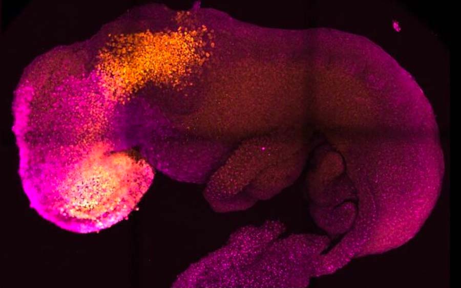 Cientistas criam embrião sintético, que futuramente pode mudar tratamentos de infertilidade