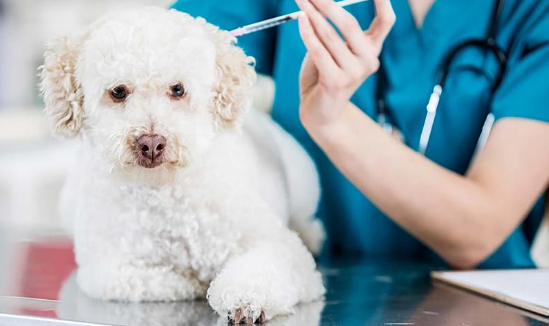 Vacinação antirrábica acontecerá em shoppings de Salvador neste fim de semana