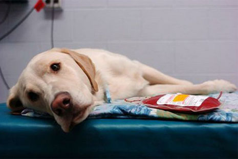 Hospital veterinário em Salvador promove campanha de doação de sangue para pets