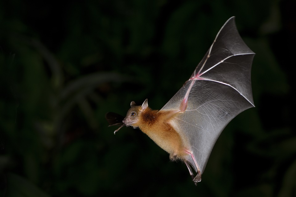 Cientistas descobrem vírus similar ao SARS-CoV-2 com potencial de infectar humanos