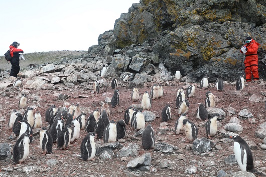 Pesquisadores da Fiocruz detectam influenza A em pinguins na Antártica
