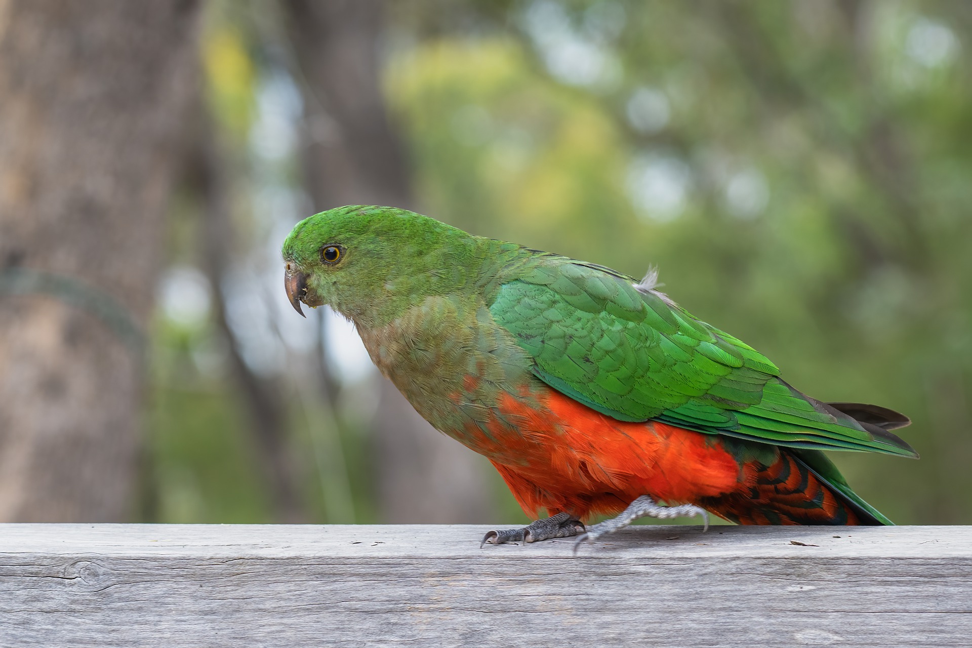 Quatro pessoas são internadas na Argentina com pneumonia causada pela febre dos papagaios