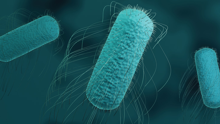 Cientistas desenvolvem teste rápido para detectar Salmonella nos alimentos