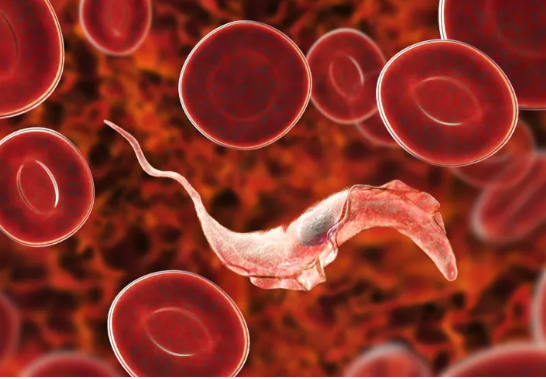 Saúde amplia assistência pelo SUS para pacientes com a doença de Chagas