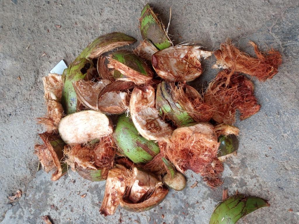 Estudantes de Serrinha desenvolvem areia sanitária para gatos à base de coco verde