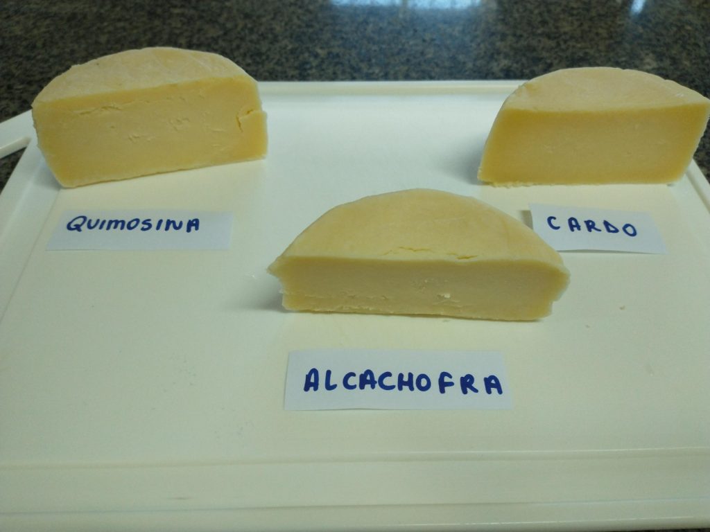 Pesquisadora baiana usa flor da alcachofra para produzir queijo