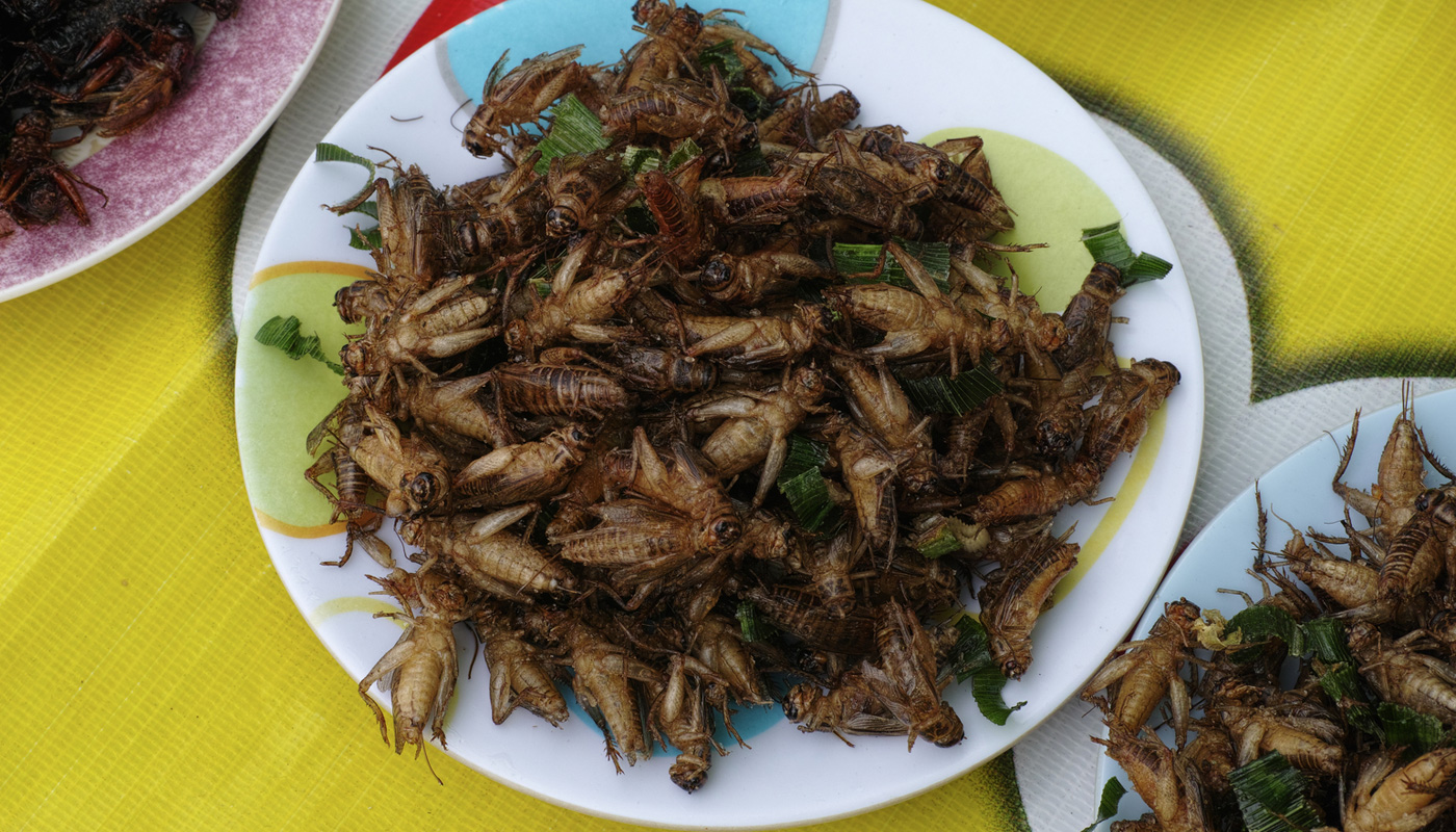 Empresa mexicana transforma grilos em pão e cerveja